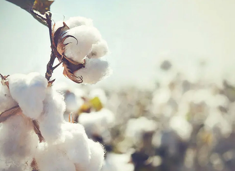 cotton-image